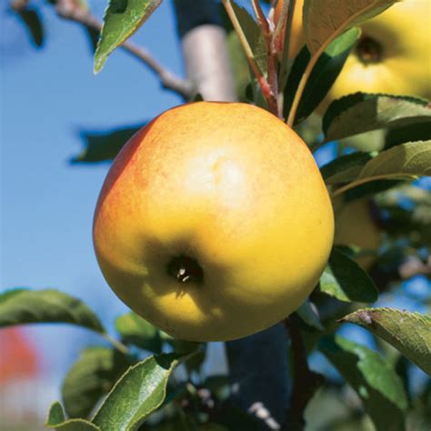 Antique Apples Varieties - Fine Gardening