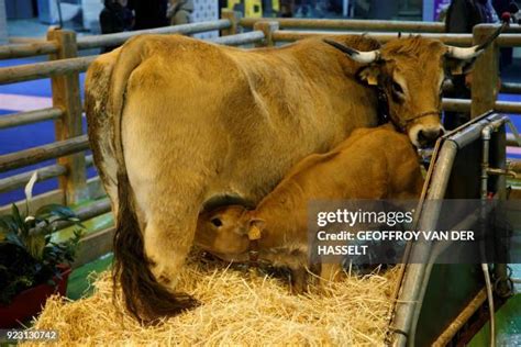 240 Aubrac Cattle Stock Photos, High-Res Pictures, and Images - Getty Images