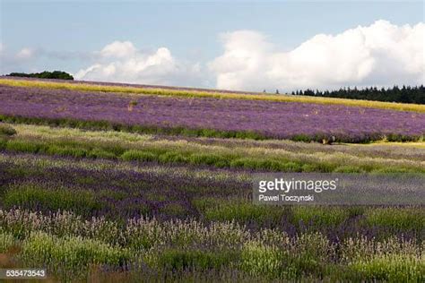 147 Cotswolds Lavender Stock Photos, High-Res Pictures, and Images - Getty Images