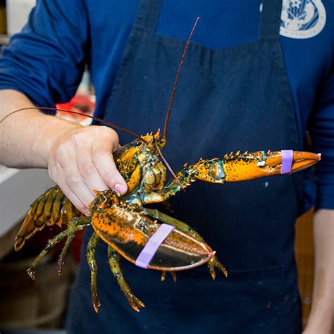 Maine Lobster 1.5lb (Hard Shell) - Pine Tree Seafood