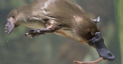 Could platypus venom help to treat diabetes?