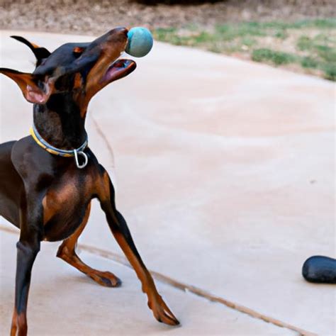 Doberman Pinscher Behavior: Understanding and Managing Your Loyal Companion