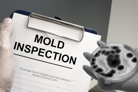 A Mold Inspection Might Be Costly, But It's Often Worth It