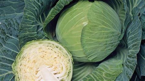 15 Cabbage Varieties You Should Know About - Growing Produce