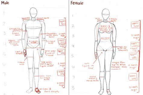 Human Anatomy Male Female - 3d Human Male Female Anatomy | Bodhiwasuen