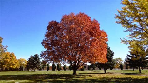 Top 10 Fastest Growing Trees in the World | Pouted.com