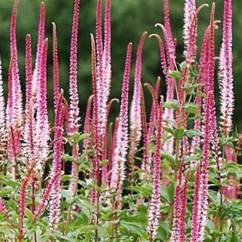 Veronicastrum virginicum Pink Glow | Flower garden, Flower farm ...