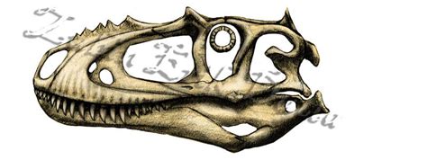 Alioramus skull by amorousdino on DeviantArt