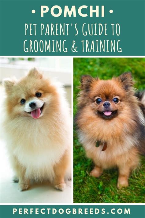 Pomchi Grooming & Training | Dog care, Pomchi dogs, Puppy training