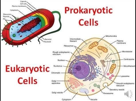 Eukaryotic And Prokaryotic Cells Diagram