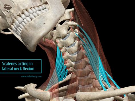 Learn Muscle Anatomy: Scalene Muscles