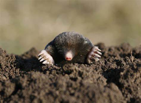 Moles Vs. Voles | Critter Control of the Triangle