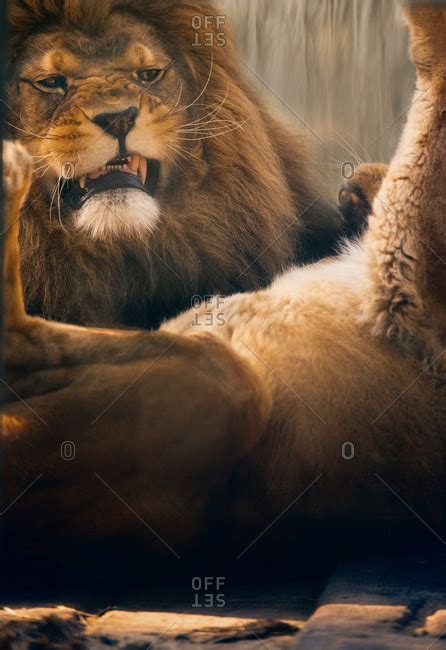 Lions fighting Images - Search Images on Everypixel