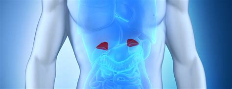 Adrenal Glands | Johns Hopkins Medicine