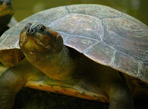 No longer 'deaf as a stump': researchers find turtles chirp, click, meow, cluck