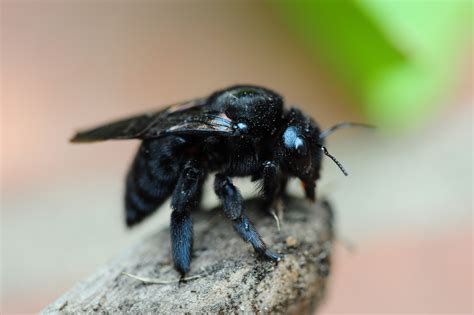 File:CARPENTER BEE 2.jpg - Wikimedia Commons