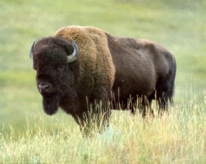 Oklahoma State Animal, American Buffalo or Bison (Bison bison), from NETSTATE.COM