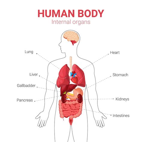 Premium Vector | Medical Education Chart of Biology for Human Body ...