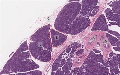 Islets Of Langerhans Histology - Pancreas Islet Cell Hyperplasia An ...