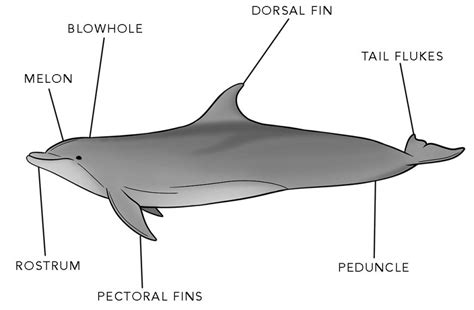 Dolphin Parts Diagram