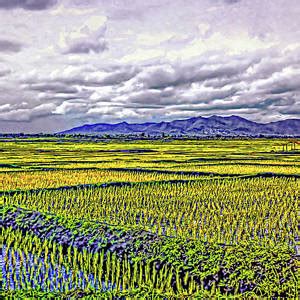 Rice Paddy Fishing Photograph by Steve Harrington | Fine Art America