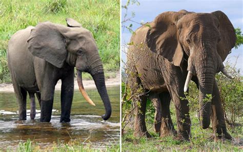 Poaching, habitat loss push Africa’s elephants to the brink