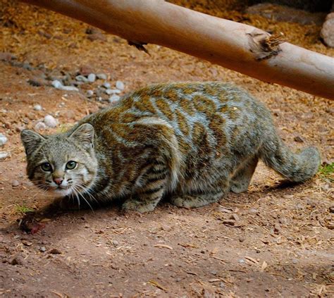 Gato de Los Andes Small Wild Cats, Small Cat, Big Cats, Wild Cat Species, Endangered Species ...