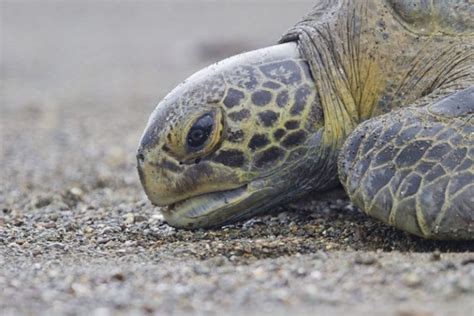 Visiting Tortuguero Rainforest in Costa Rica