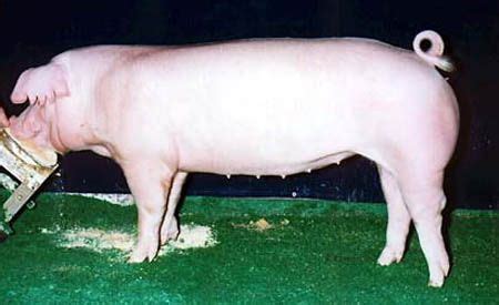 Chester White Pig. We raised these on the family farm. | Porquinhos, Animais