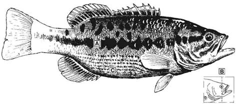 Bass Comparison and Identification — Texas Parks & Wildlife Department