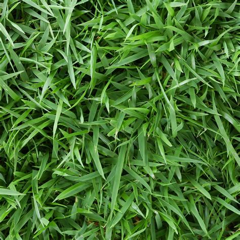 Zoysia 500 sq. ft. Sod Pallet - Walmart.com - Walmart.com