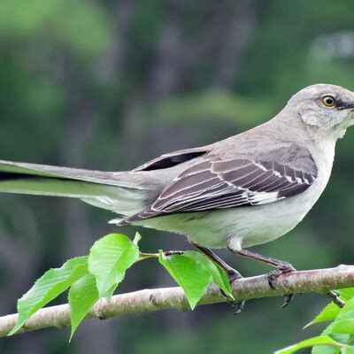 Northern Mockingbird (Mimus polyglottos) :: BirdWeather