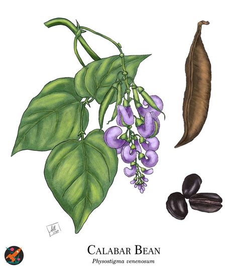 Calabar Bean | Herbalist, Green witchcraft, Magical herbs