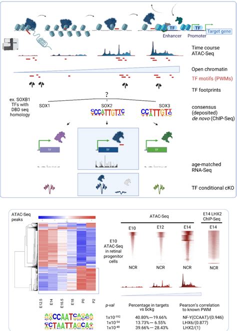 Figure 1 from Deciphering the Retinal Epigenome during Development, Disease and Reprogramming ...