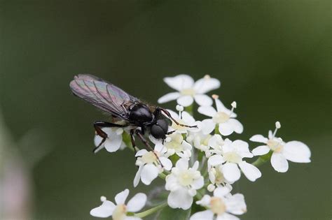 How To Get Rid Of Gnats In Houseplants With Vinegar