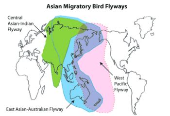 West Pacific Flyway - Wikipedia