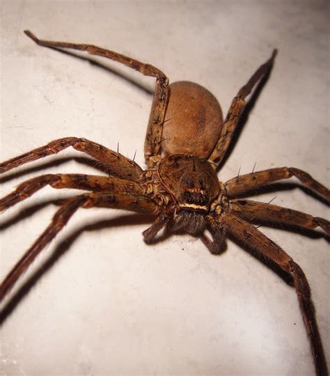 Brown Huntsman Spider (Cane Spider) | Brown Huntsman Spider … | Flickr