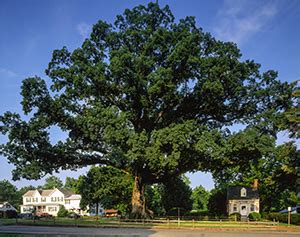 Wye Oak Tree