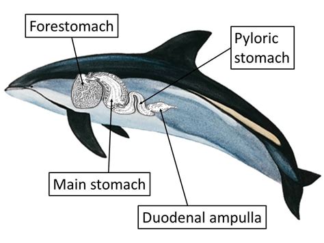 Since whales and ungulates share a common ancestor, are the former able to ruminate? - Baleines ...