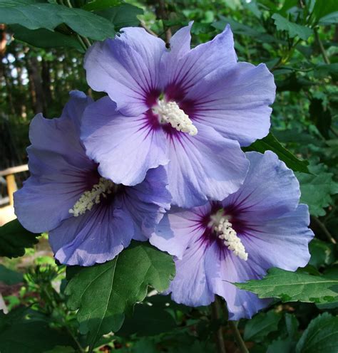 50 Heirloom Purple Rose of sharon shrubs{Hibiscus } seeds - Seeds & Bulbs