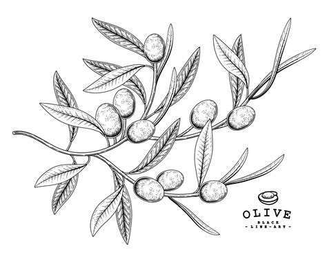 Olive fruit Hand Drawn elements. 1851319 Vector Art at Vecteezy