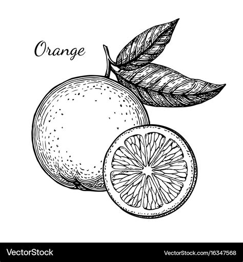 Ink sketch of orange Royalty Free Vector Image