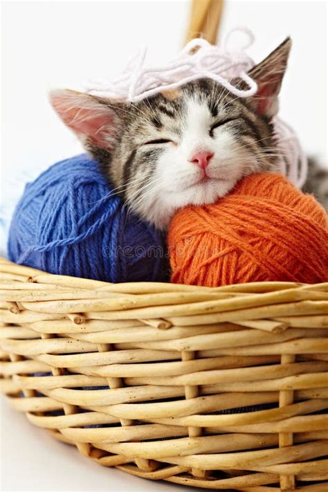 Cat Playing With Yarn Stock Images - Image: 15248924