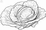 Lettuce Coloring Pages sketch template