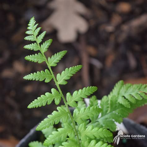 Dryopteris filix-mas #1 (Male Fern) - Scioto Gardens Nursery