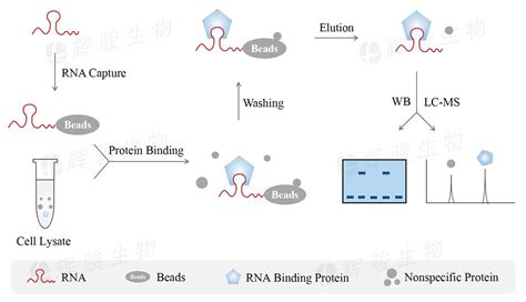 RNA pull down实验服务—RNA pulldown技术服务到投稿 / 经验丰富 / 价格低—辉骏生物价格_品牌:-丁香通官网