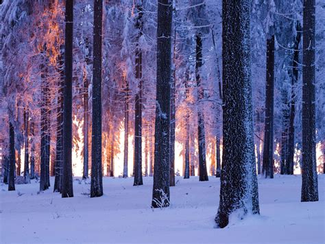 Forest Wallpaper 4K, Winter, Snowy, Norway spruce