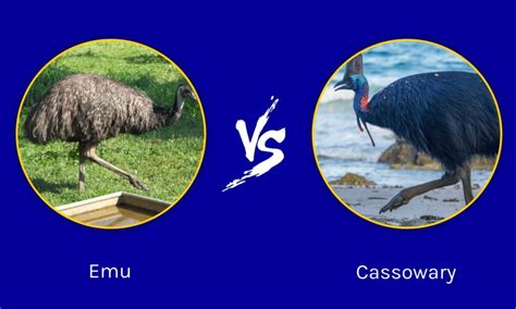 Emu vs Cassowary: The Key Differences - A-Z Animals