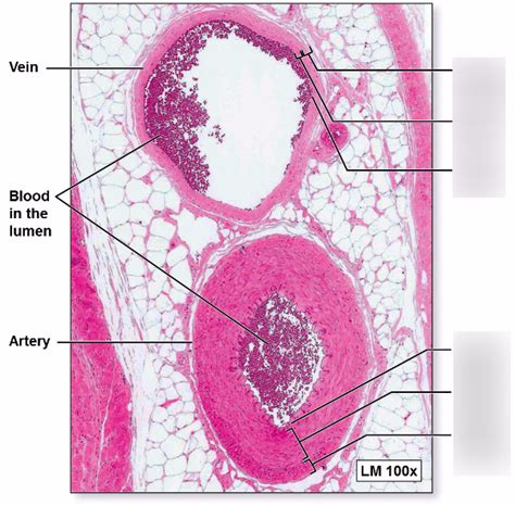 Arteries And Veins Histology | sexiezpix Web Porn