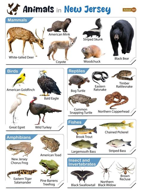 List of Animals That Live in New Jersey (With Pictures)